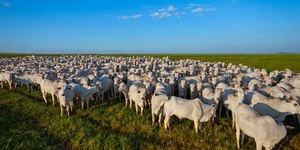 Plano Safra tem juro menor e carência recorde para agro verde