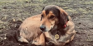 Após morte de cão, família deixa a Argentina em busca de justiça