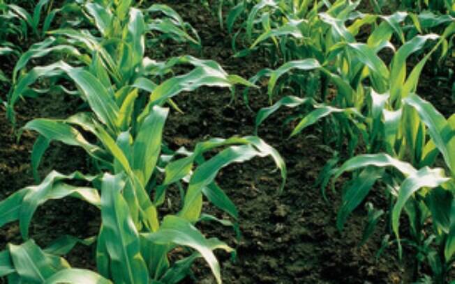 Manejo pré-emergente é alternativa para o controle de plantas daninhas no milho