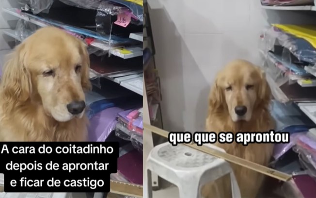 Golden se faz de coitado após destruir tapete e ficar de castigo 6eaky132iwneobxdv1ljk3yez