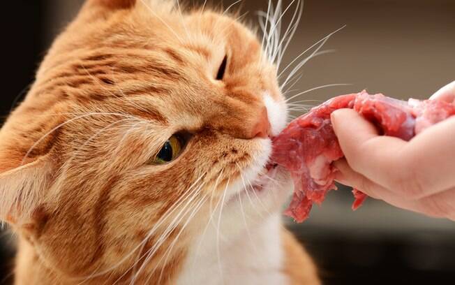 Dar comida caseira para gato não é saudável para o bichano