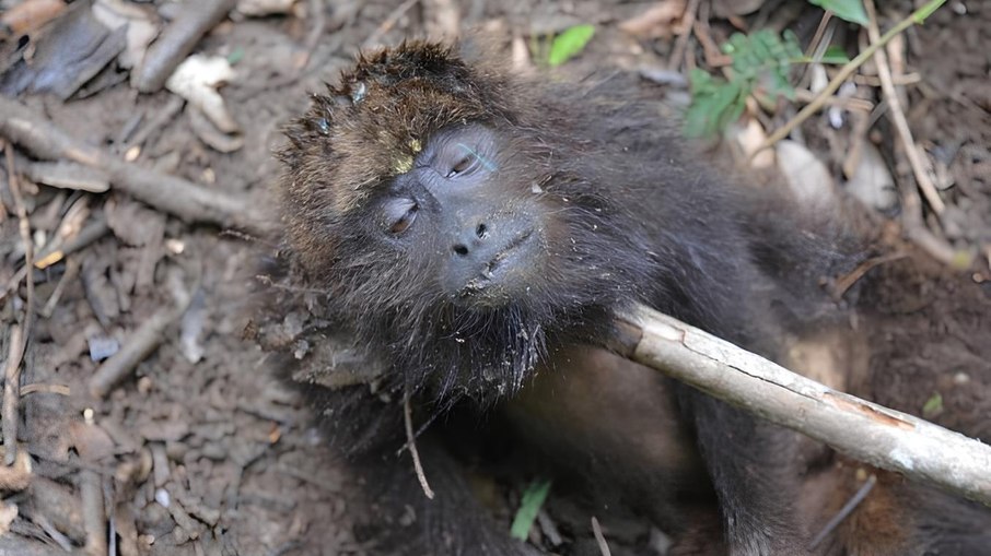 Corpo de animal foi encontrado na área rural da Rodovia Dom Pedro I