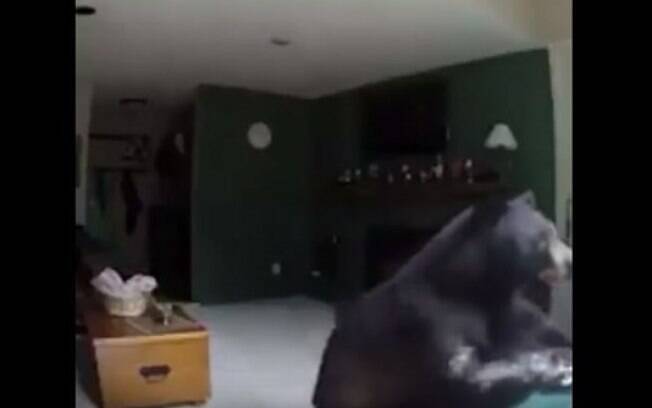 Urso invadiu casa no Colorado, Estados Unidos, e as câmeras o flagraram tocando piano