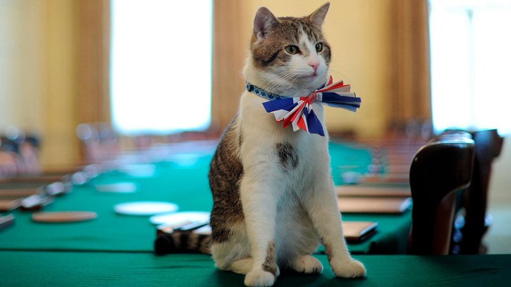 Larry: O gato que se tornou um símbolo da política britânica