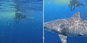 Vaca cai de morro e é devorada por tubarões no oceano; assista