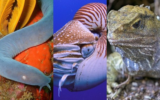 Veja animais que habitam a Terra há milhões de anos