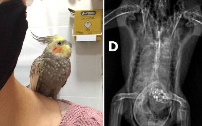 Calopsita descobre estar grávida após exame de raio-x
