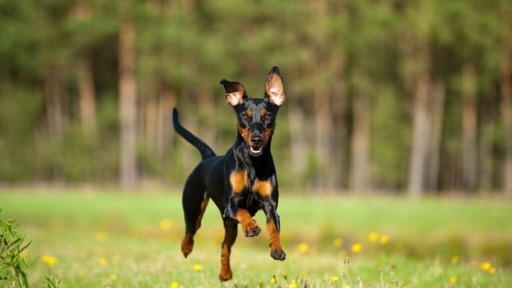 10 atividades recomendadas para a raça pinscher