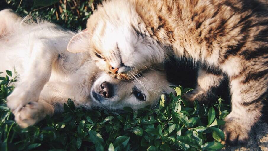 Cachorro e gato na grama