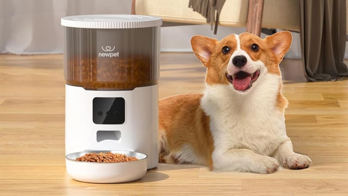 Produto está entre os 'achadinhos' na Amazon para pets