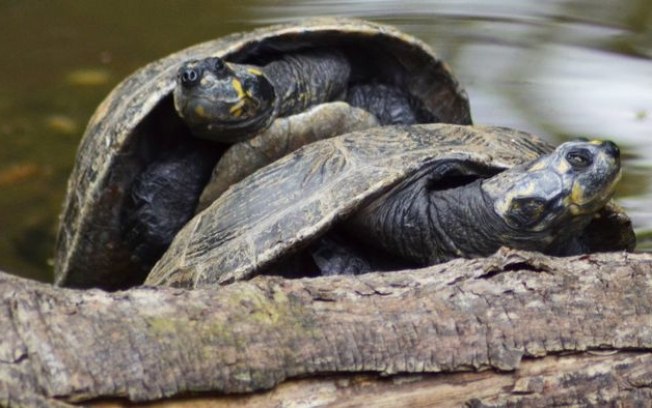 Qual é a diferença entre tartaruga, cágado e jabuti?