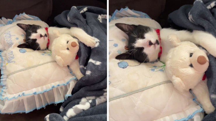 Gato%20ganha%20rotina%20de%20beb%C3%AA%20com%20direito%20a%20cama%2C%20manta%20e%20ursinho