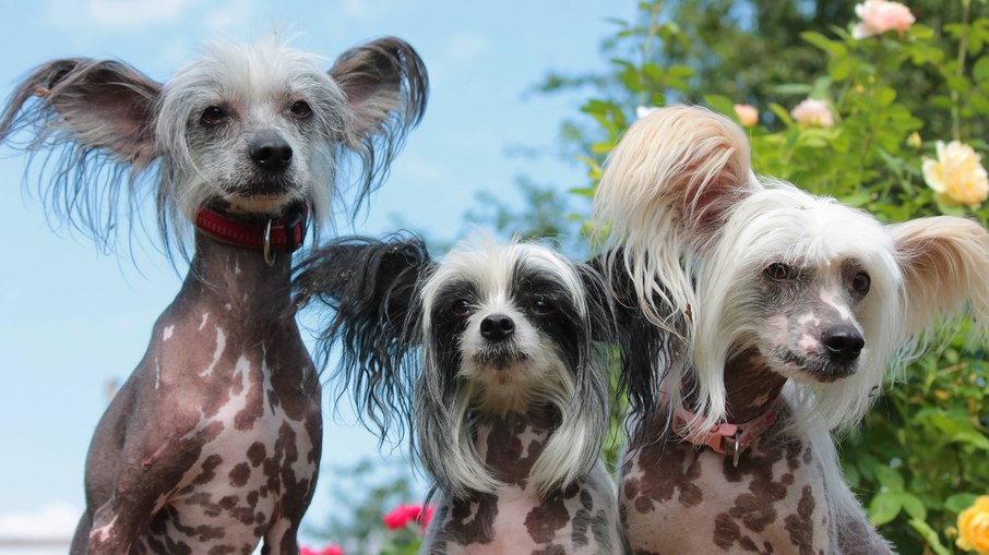 O cão de crista chinês faz parte das raças do Grupo Toy