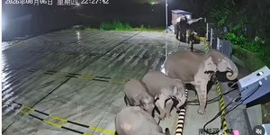 Vídeo: elefante se irrita e destrói recarga de carros elétricos