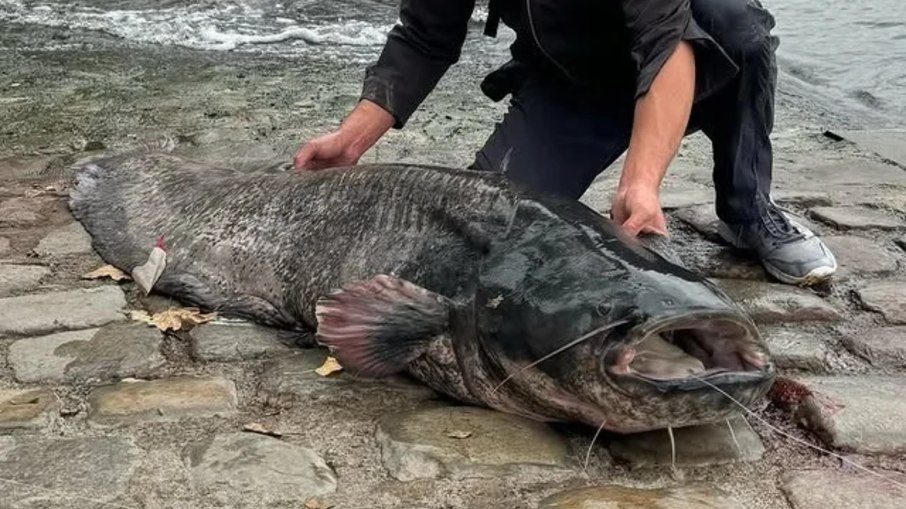 Bagre gigante no rio Sena Bagre gigante no rio Sena