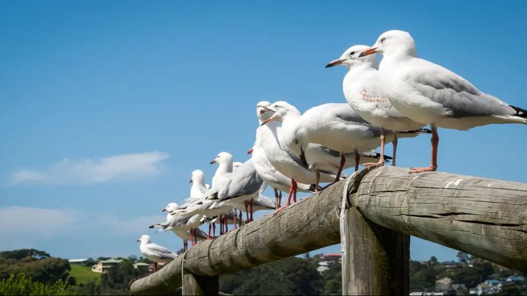 Invas%C3%A3o%20das%20gaivotas%20incomoda%20moradores%20e%20turistas