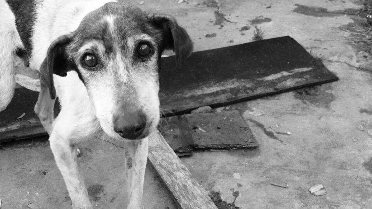 Abandono de animais é crime 