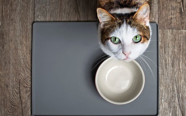 Qual a quantidade ideal de ração para gatos? Descubra a porção diária ideal