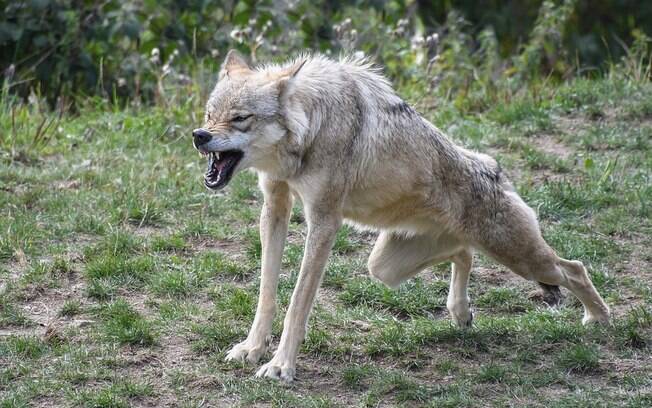 Apesar de aparecerem na lista, os ataques de lobos não são tão frequentes quanto os dos demais animais.