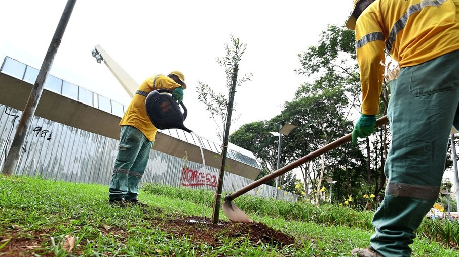 Árvores plantadas no Centro de Convivência substituem espécies que ofereciam risco.