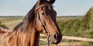 Ração contaminada mata 245 cavalos em quatro estados