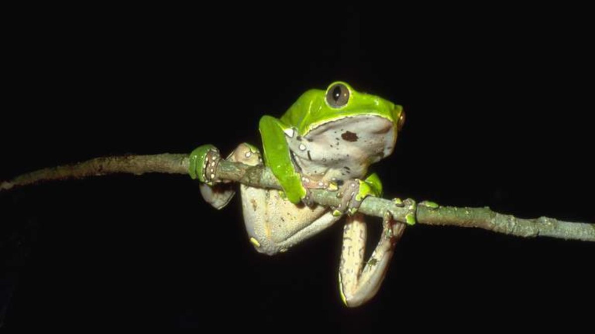 Ritual de “limpeza espiritual” com veneno de sapo mata britânico
