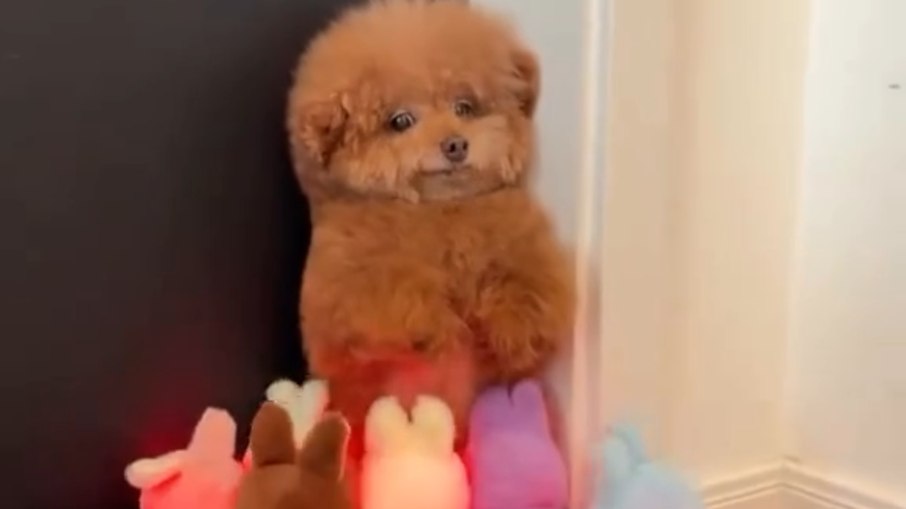 Cachorrinho se assusta ao ser Cachorrinho se assusta ao ser