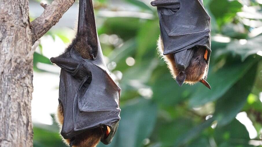 Morcegos podem transmitir raiva 