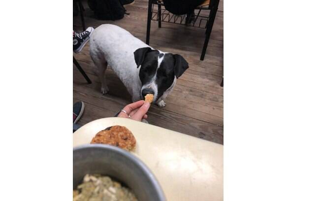 O cachorro pidão fingia morar na rua para ganhar comida dos universitários