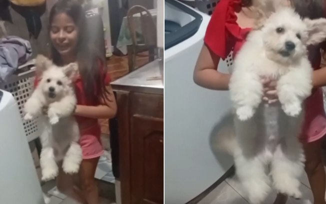 Cãozinho com aparência de ursinho esbanja fofura ao ver tutora 6grnf8a5fimrdoewqzbz9ev2r