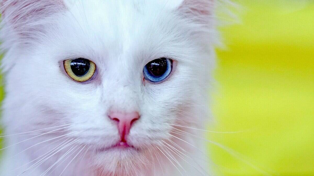 A heterocromia é comum entre os gatos da raça Angorá