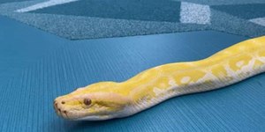 Maior píton do mundo é criada dentro de casa; conheça a cobra de 5,4 metros