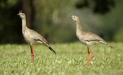 Aves são monogâmicas? Entenda sobre as aves que vivem em pares