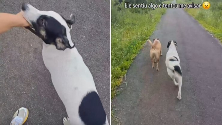 Cachorro%20muda%20de%20rota%20ap%C3%B3s%20notar%20poss%C3%ADvel%20perigo