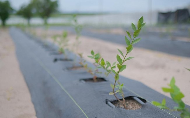 Golden Agro inicia colheita de mirtilos e aprova expansão