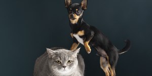 Como criar uma amizade entre cachorro e gato