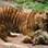 Filhotes de tigres de zoológico em Itatiba. Foto: Reprodução/Facebook