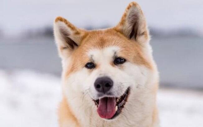 Cães com Lua em Touro (Parte I) Cães com Lua em Touro (Parte I)