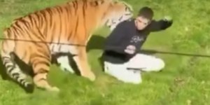 Homem morre após entrar em jaula de tigres na Inglaterra