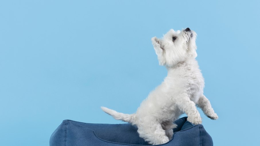 O quinto episódio da série iGuilino teve como tema os pets em condomínio.