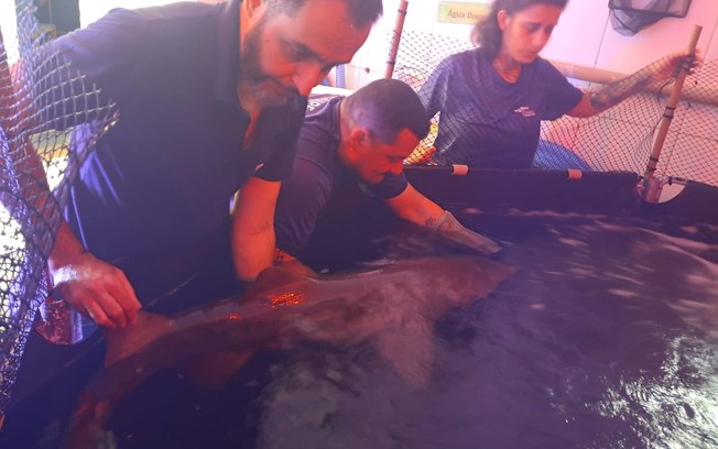 Tubarão ferido é resgatado e segue para reabilitação em Ubatuba