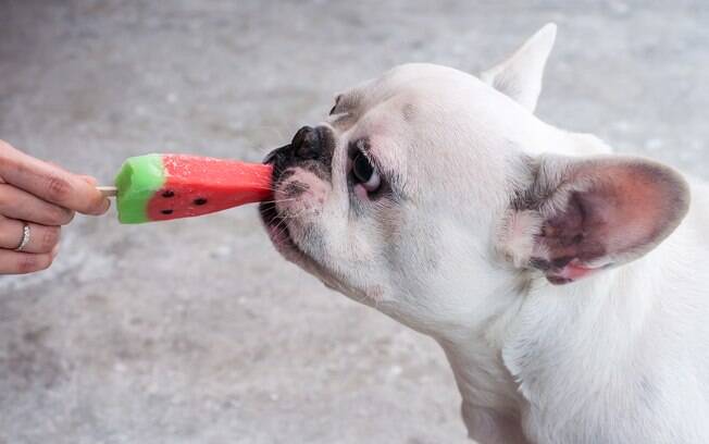 Sorvete de melancia é ideal para refrescar os cachorro no verão