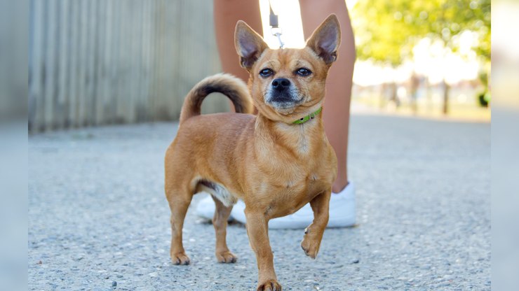 Por que o cachorro caramelo tem fama de ser "gente boa"?