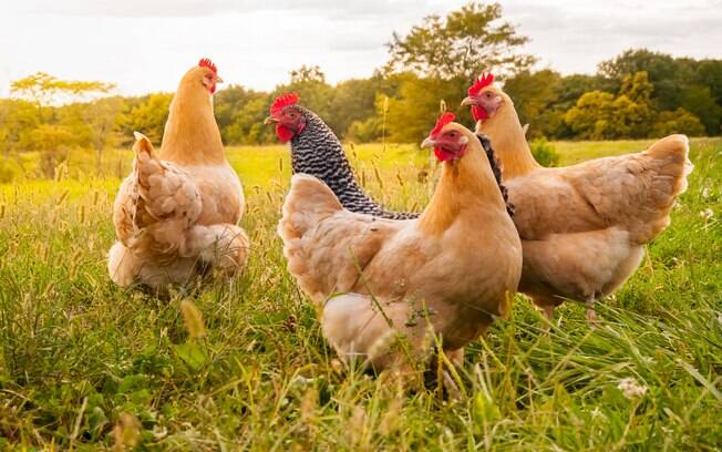 Alta do preço da carne eleva produção de ovos de galinha no Brasil, segundo IBGE