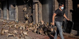 Cidade na Tailândia é dominada por macacos; saiba qual