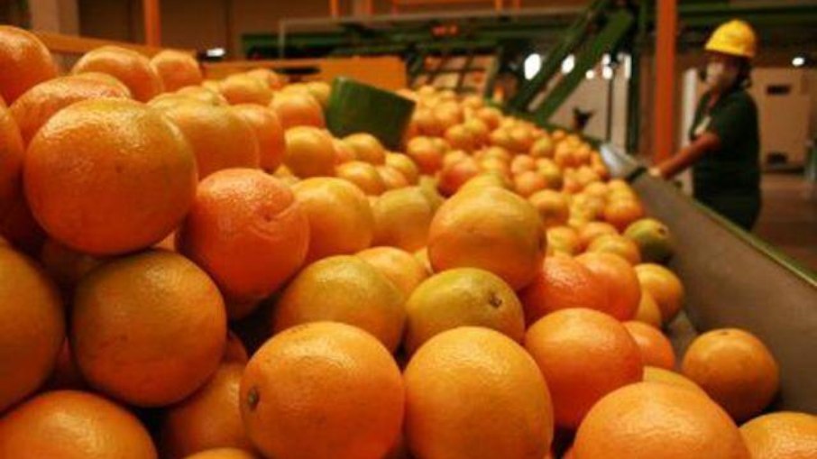 Polpa e suco de laranja exportados para os EUA não terão taxação adicional Polpa e suco de laranja exportados para os EUA não terão taxação adicional
