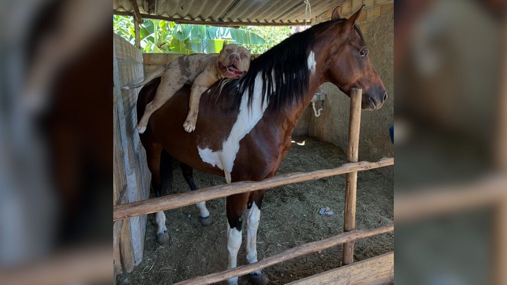Pitbull é flagrado descansando sobre um cavalo