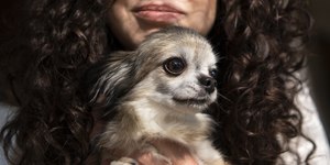 PL garante guarda de pets a vítimas de violência doméstica