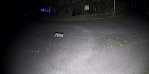 Onça-parda invade casa e ataca pitbull, que protegeu a família