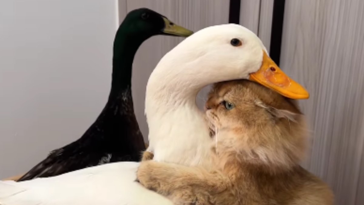 Gato abraça pato Gato abraça pato
